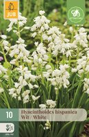 Hyacinthoides hispanica wit 10 bollen