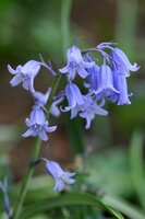 Hyacinthoides non-scripta 20 bollen - afbeelding 2