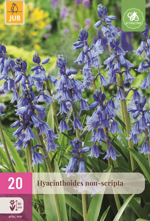 Hyacinthoides non-scripta 20 bollen - afbeelding 1