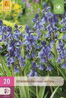 Hyacinthoides non-scripta 20 bollen