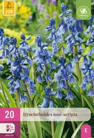 Hyacinthoides non-scripta 20 bollen - afbeelding 3
