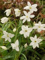 Ipheion uniflorum Albert Castillo 15 bollen - afbeelding 2