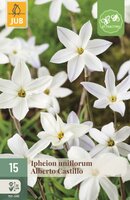 Ipheion uniflorum Albert Castillo 15 bollen