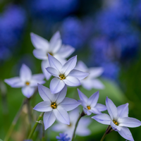 Ipheion uniflorum wisley blue 20 bollen - afbeelding 3