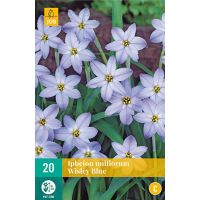 Ipheion uniflorum wisley blue 20 bollen