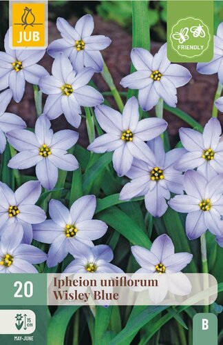 Ipheion uniflorum wisley blue 20 bollen - afbeelding 2