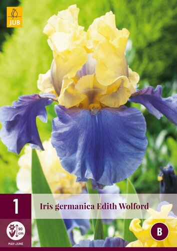Iris germanica Edith Wolford