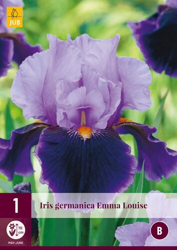 Iris germanica Emma Louise