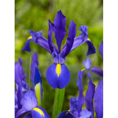 Iris hollandica blauw - afbeelding 2