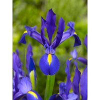 Iris hollandica blauw - afbeelding 2