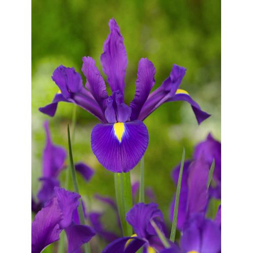 Iris hollandica blauw 25 bollen - afbeelding 2