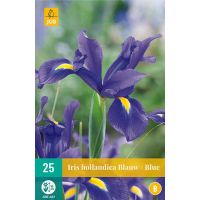 Iris hollandica blauw 25 bollen - afbeelding 2