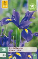 Iris hollandica blauw 25 bollen - afbeelding 3