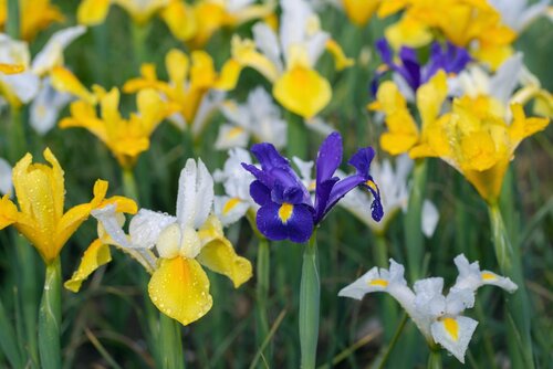 Iris hollandica mix - afbeelding 2