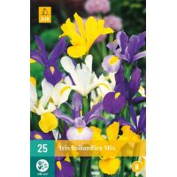 Iris hollandica mix - afbeelding 1