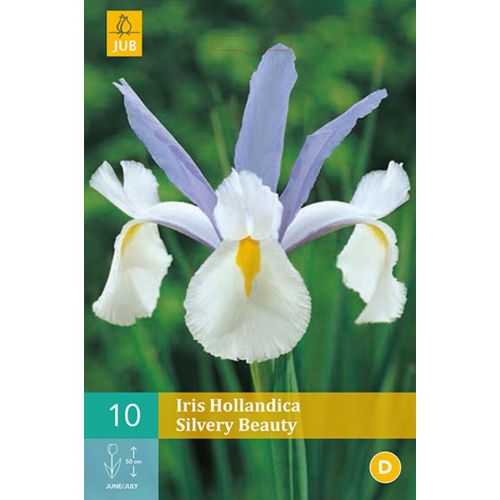 Iris hollandica silvery beauty