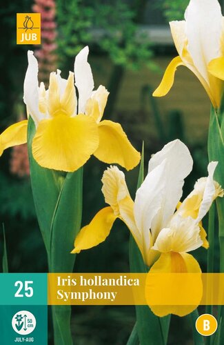Iris hollandica symphony