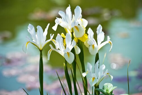 Iris hollandica wit - afbeelding 2