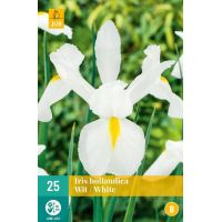 Iris hollandica wit - afbeelding 2