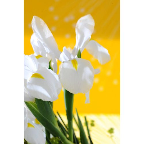 Iris hollandica wit 25 bollen - afbeelding 2