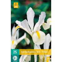 Iris hollandica wit 25 bollen - afbeelding 1