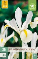 Iris hollandica wit 25 bollen - afbeelding 3