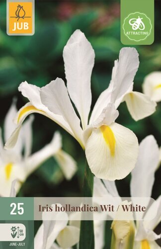 Iris hollandica wit 25 bollen - afbeelding 1