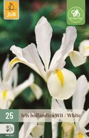 Iris hollandica wit 25 bollen
