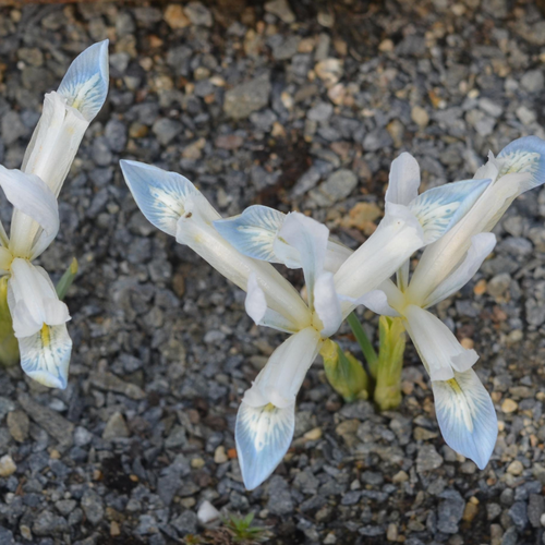 Iris reticulata frozen planet 15 bollen - afbeelding 2