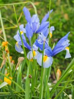 IRIS SILVERY BEAUTY