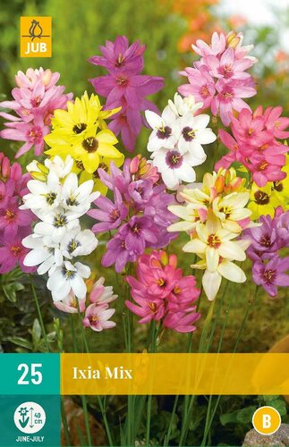 Ixia mix