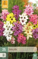 Ixia mix