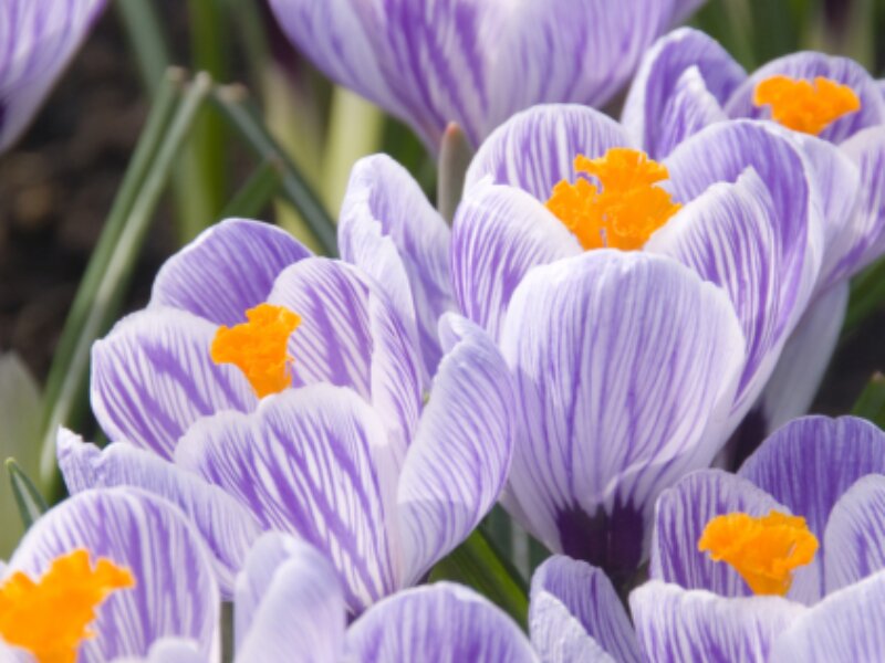 Crocus tommasinianus - Botanische krokus