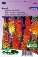 Kniphofia Uvaria zaden Fakkellelie vuurpijl
