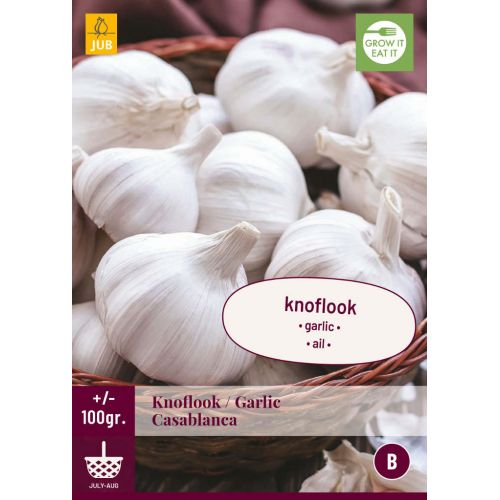 Knoflook casablanca