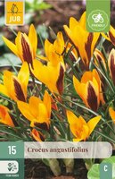 Krokus Angustifolius 15 bollen - afbeelding 3