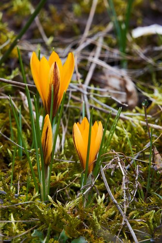 KROKUS ANGUSTIFOLIUS