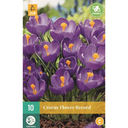 Krokus flower record paars 10 bollen - afbeelding 1