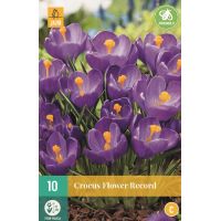 Krokus flower record paars 10 bollen - afbeelding 1