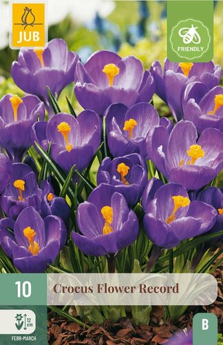 Krokus flower record paars 10 bollen - afbeelding 3