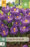 Krokus flower record paars 10 bollen