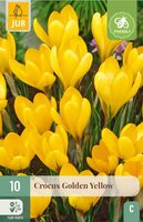 Krokus golden yellow 10 bollen - afbeelding 4