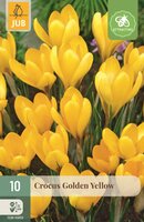 Krokus golden yellow 10 bollen