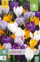 Krokus grootbloemig mix 10 bollen - afbeelding 3