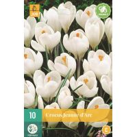 Krokus Jeanne d'Arc 10 bollen - afbeelding 3