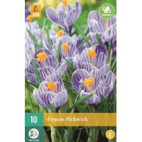 Krokus pickwick 10 bollen - afbeelding 3