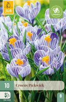 Krokus pickwick 10 bollen - afbeelding 4