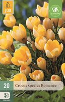 Krokus romance 20 bollen