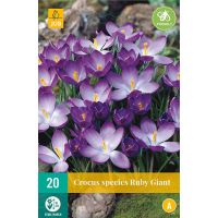 Krokus Ruby Giant 20 bollen - afbeelding 3