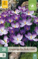 Krokus Ruby Giant 20 bollen - afbeelding 4